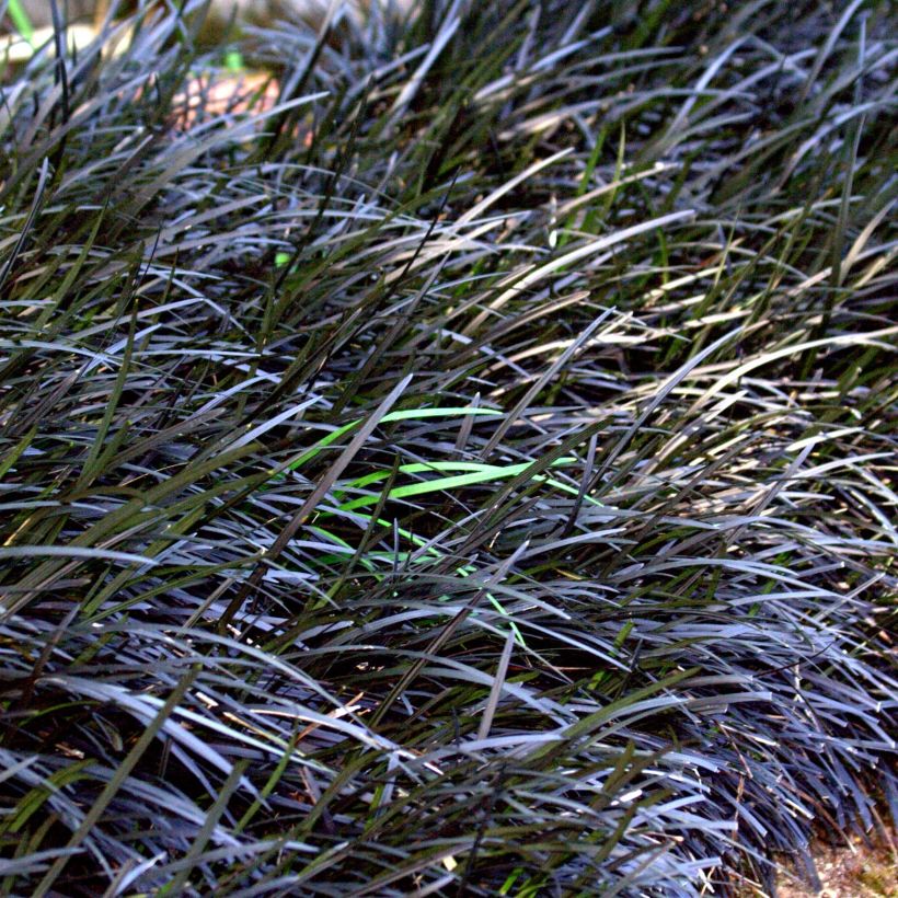 Ophiopogon planiscapus Nigrescens (Porte)