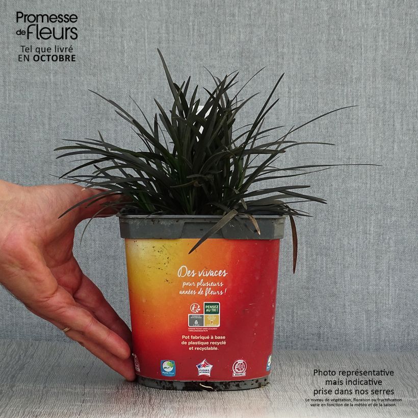 Ejemplar de Ophiopogon planiscapus Nigrescens Maceta 2L/3L entregado en otoño
