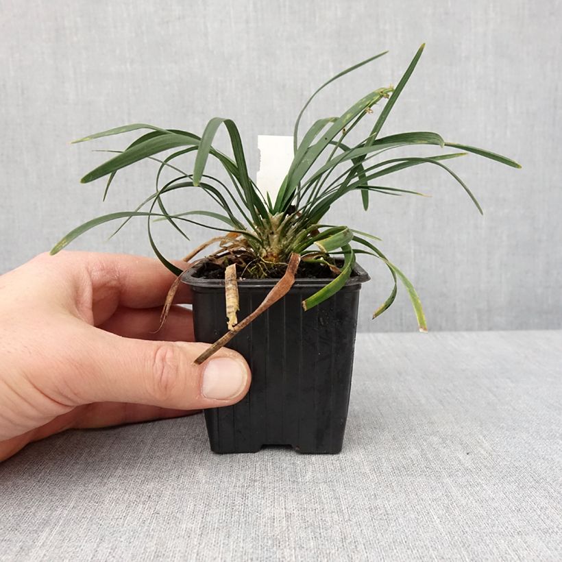 Ophiopogon planiscapus Olivaceus Maceta de 8/9 cm Ejemplar entregado en invierno