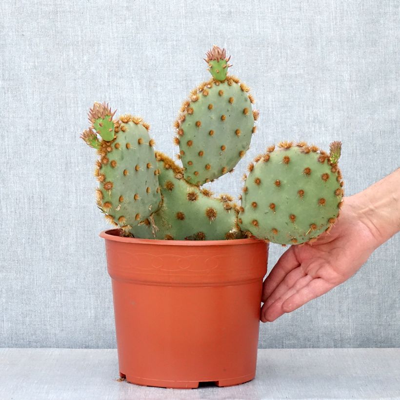 Opuntia aciculata - Cactus raquette Maceta 4L/5L Ejemplar entregado en la primavera