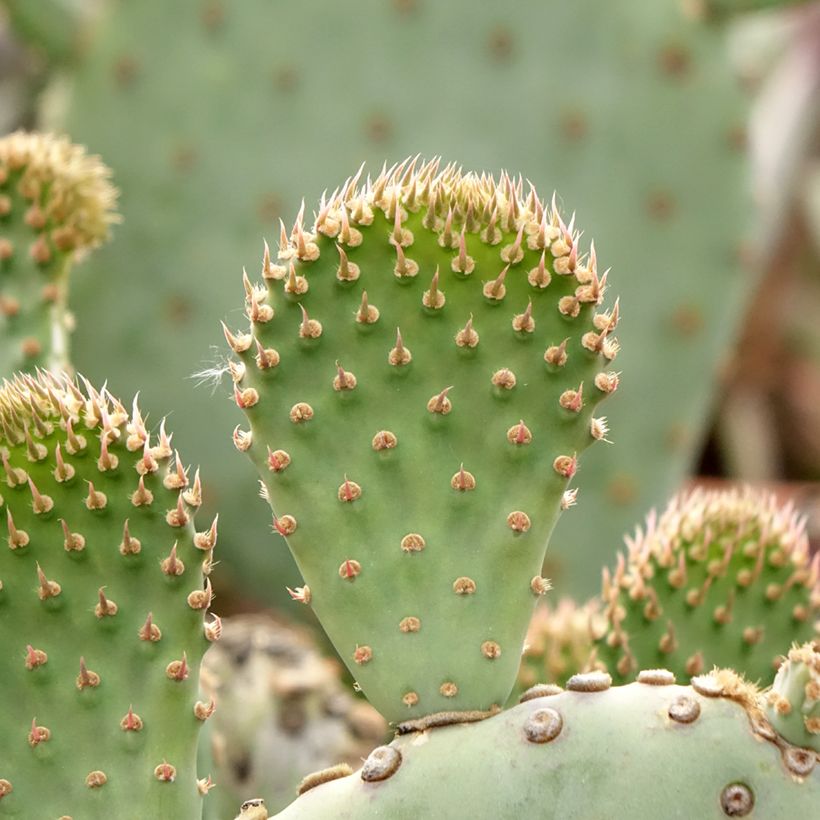 Opuntia basilaris (Follaje)