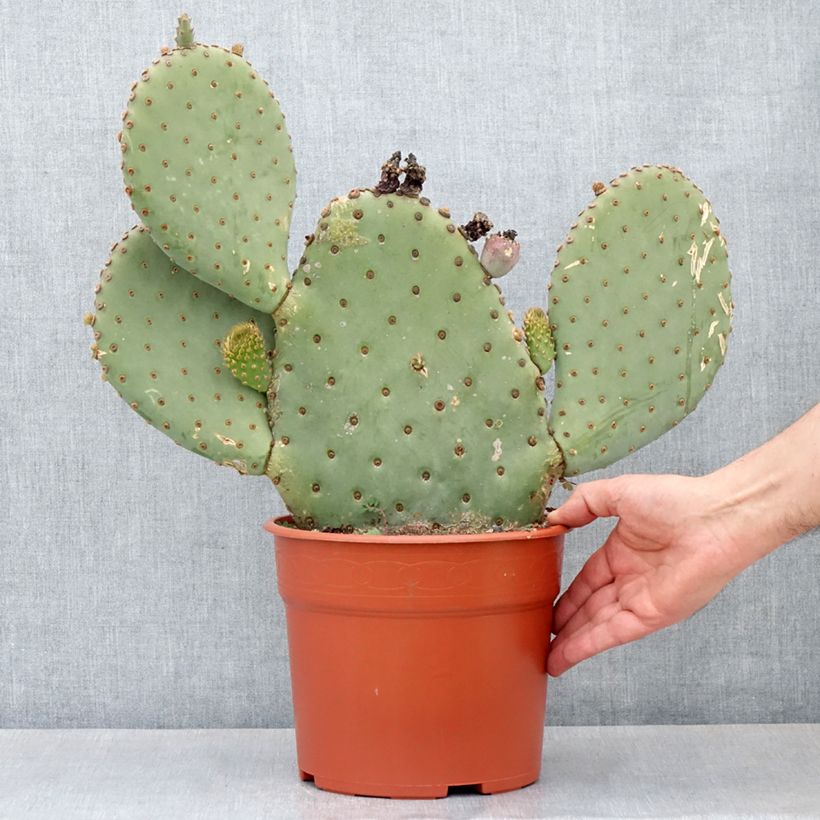 Opuntia basilaris - Cactus raquette Maceta 4L/5L Ejemplar entregado en la primavera
