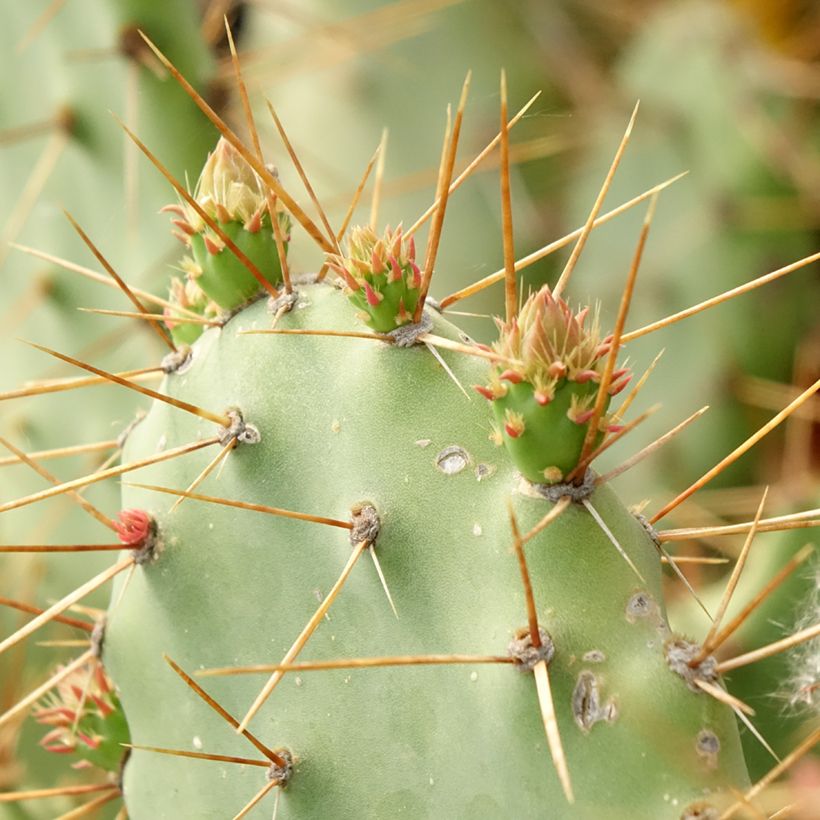 Opuntia bergeriana - Cactus raquette (Follaje)