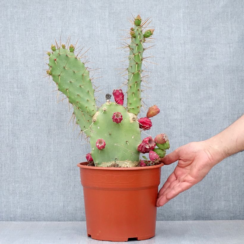 Opuntia bergeriana - Cactus raquette - Pot de 4L/5L Ejemplar entregado en la primavera
