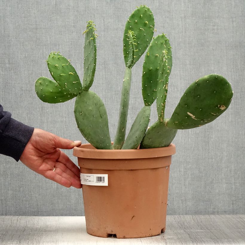 Ejemplar de Opuntia cacanapa Ellisiana Maceta 4L/5L entregado en verano