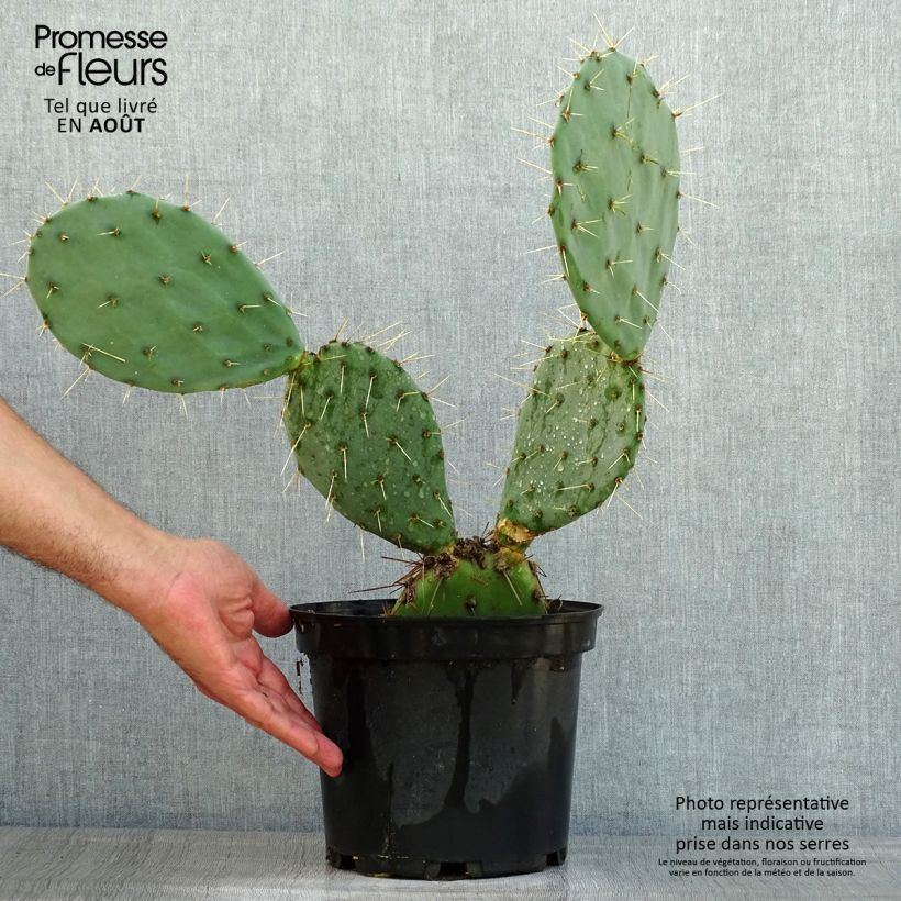 Ejemplar de Opuntia discata - Cactus raquette Pot de 5L entregado en verano