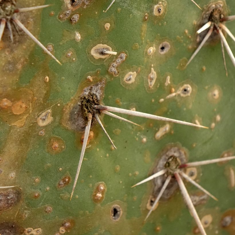 Opuntia discata (Follaje)