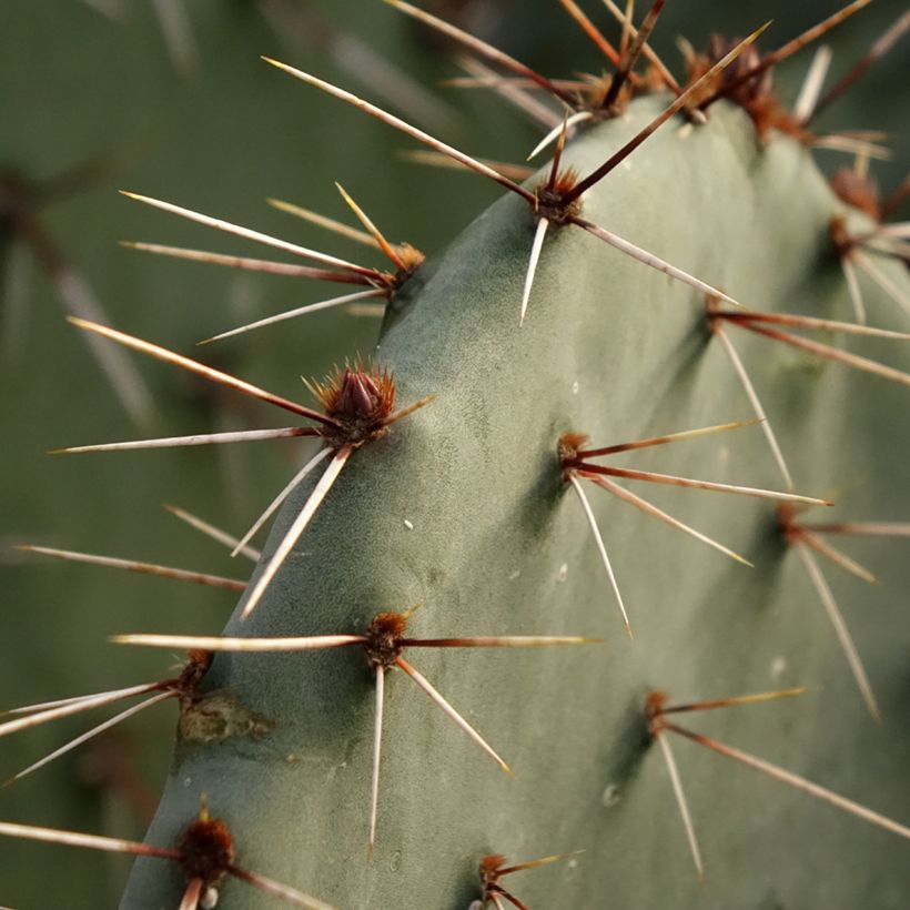 Opuntia dulcis (Follaje)