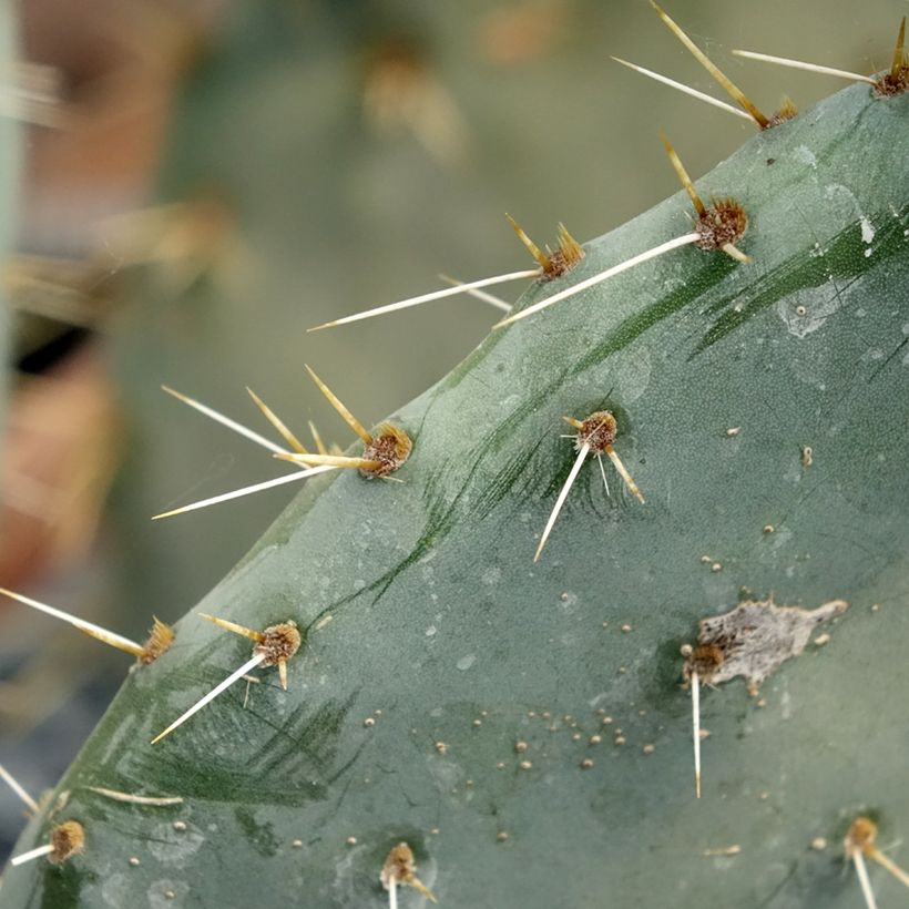 Opuntia engelmannii Belen (Follaje)