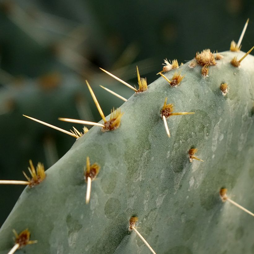Opuntia engelmannii Belen (Follaje)