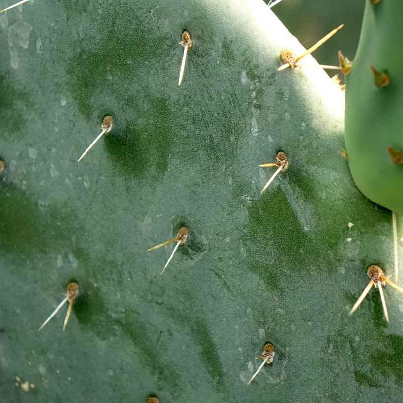 Opuntia engelmannii (Follaje)