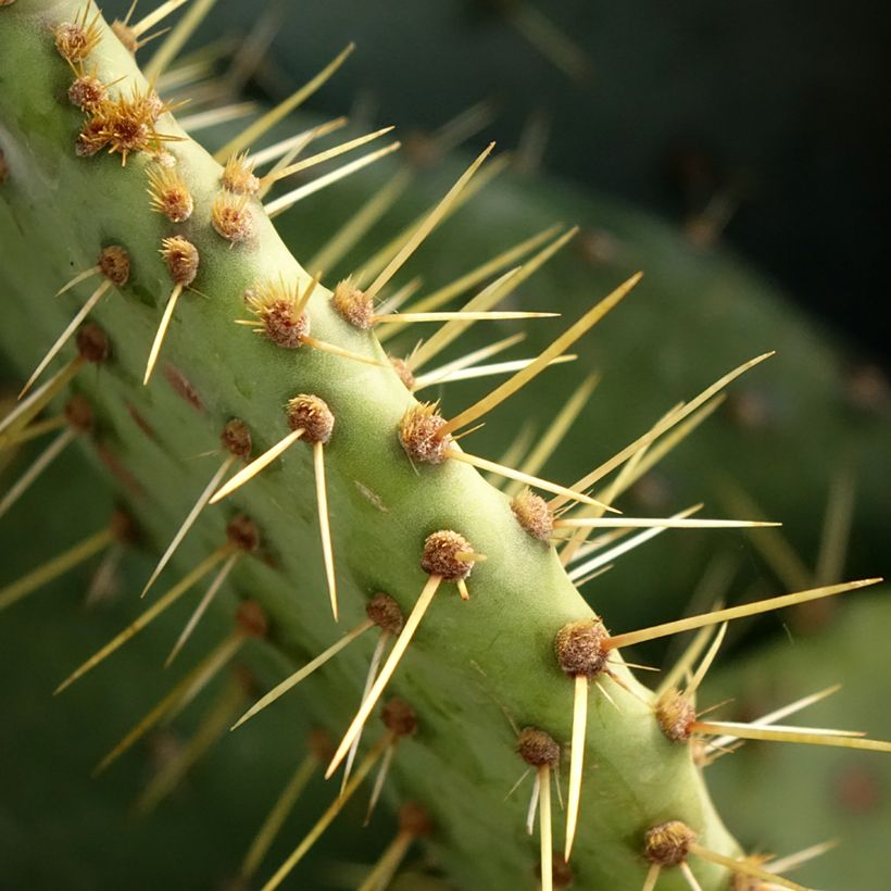 Opuntia engelmannii (Follaje)