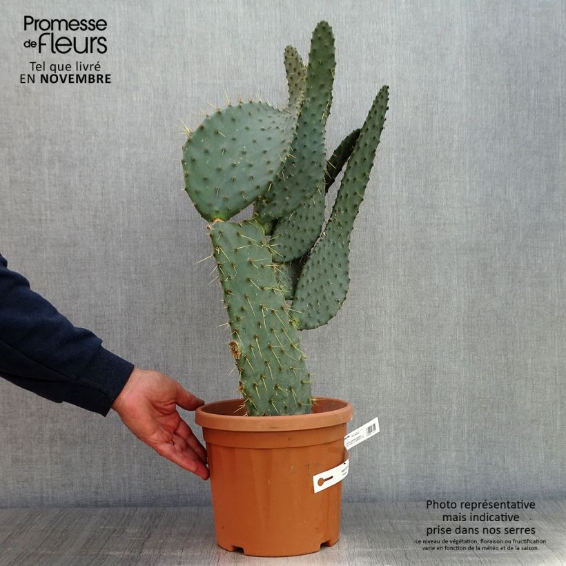 Ejemplar de Opuntia engelmannii var.linguiformis Maceta 4L/5L entregado en otoño