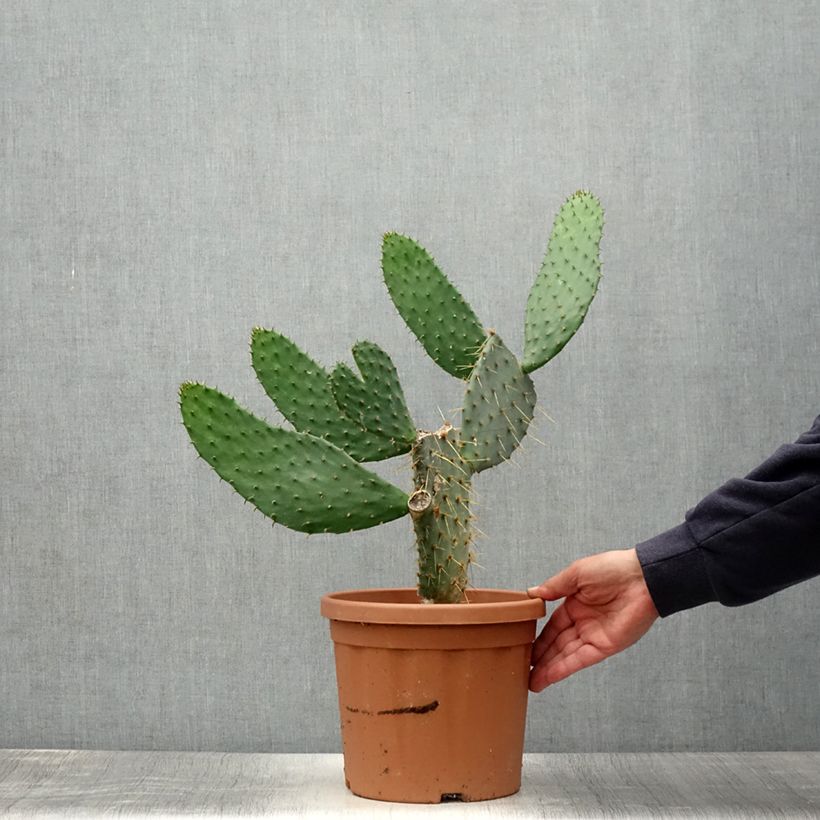 Ejemplar de Opuntia engelmannii var.linguiformis Maceta 4L/5L entregado en verano
