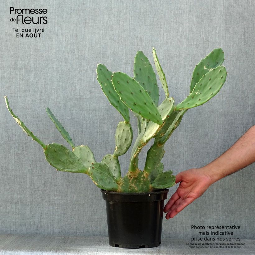 Ejemplar de Opuntia engelmannii var. rastrera Maceta 4L/5L entregado en verano