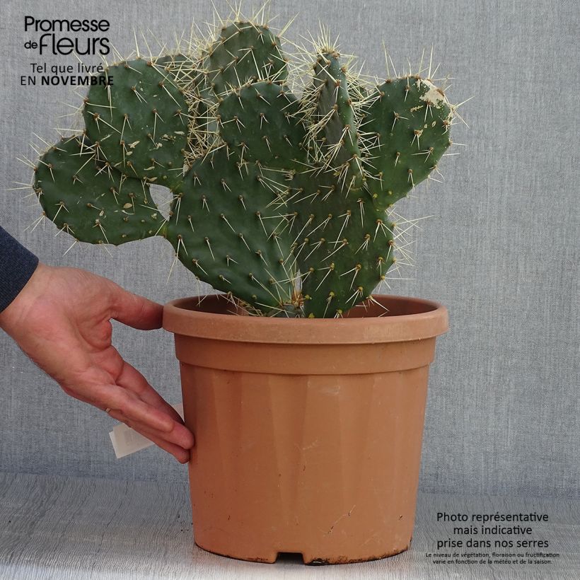 Ejemplar de Opuntia howeyi Maceta 4L/5L entregado en otoño