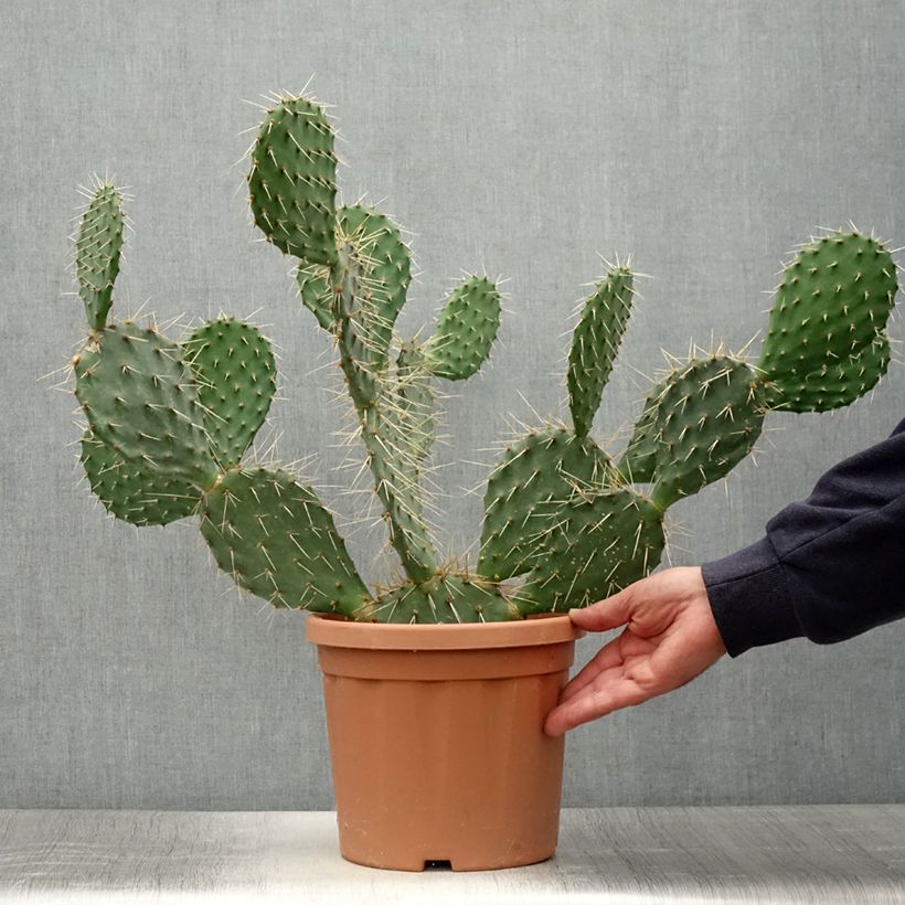 Ejemplar de Opuntia howeyi - Cactus raquette Pot de 5L entregado en verano