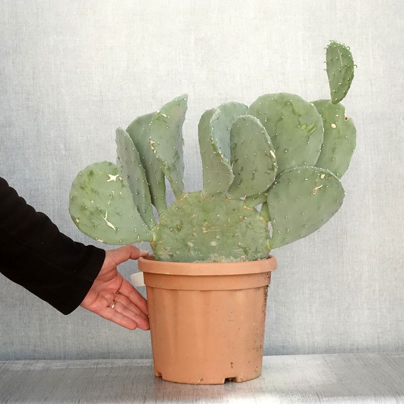 Ejemplar de Opuntia laevis Maceta 4L/5L entregado en otoño
