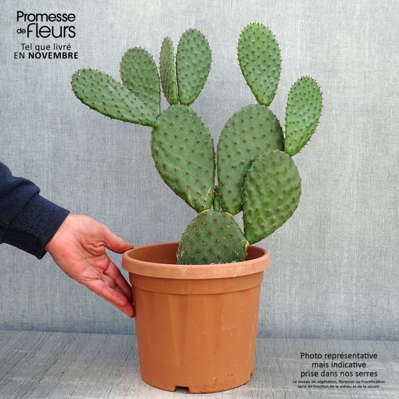 Ejemplar de Opuntia lubrica Maceta 3L/4L entregado en otoño