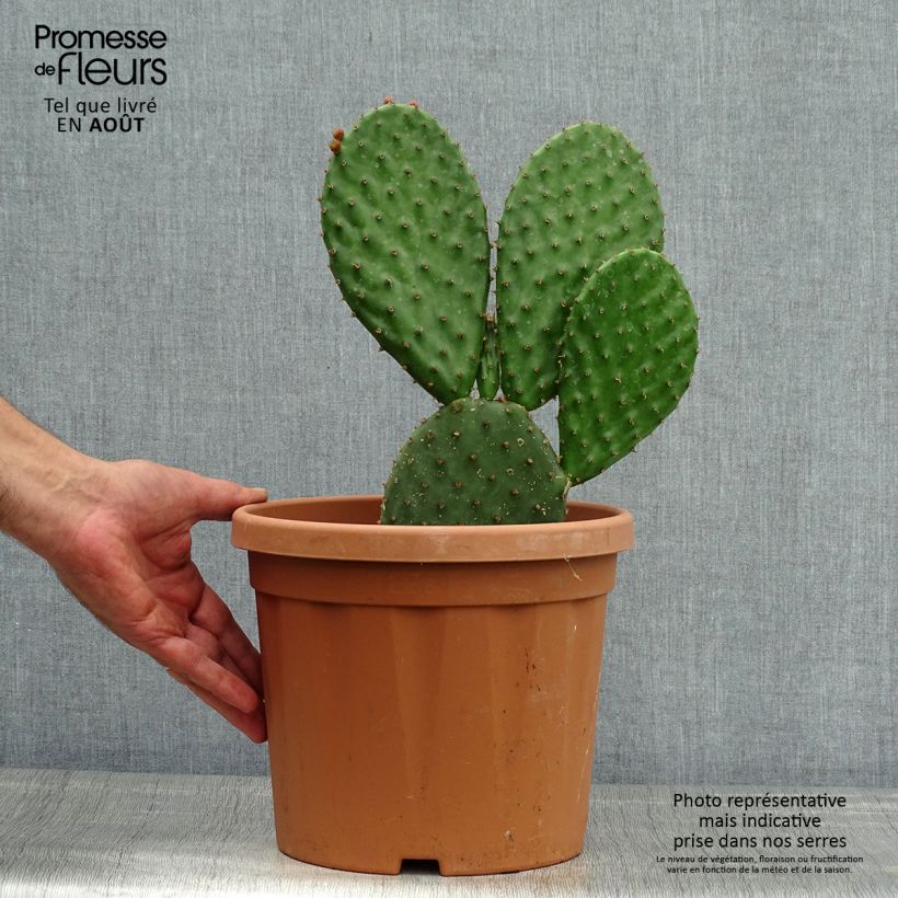 Ejemplar de Opuntia lubrica - Cactus raquette Pot de3L/4L entregado en verano