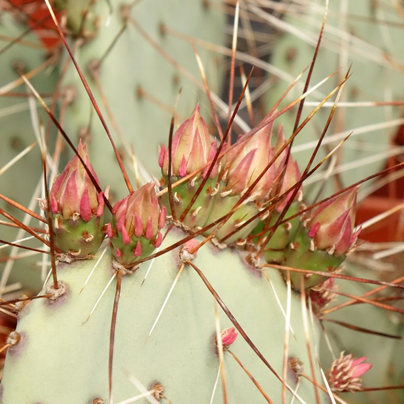 Opuntia macrocentra (Follaje)