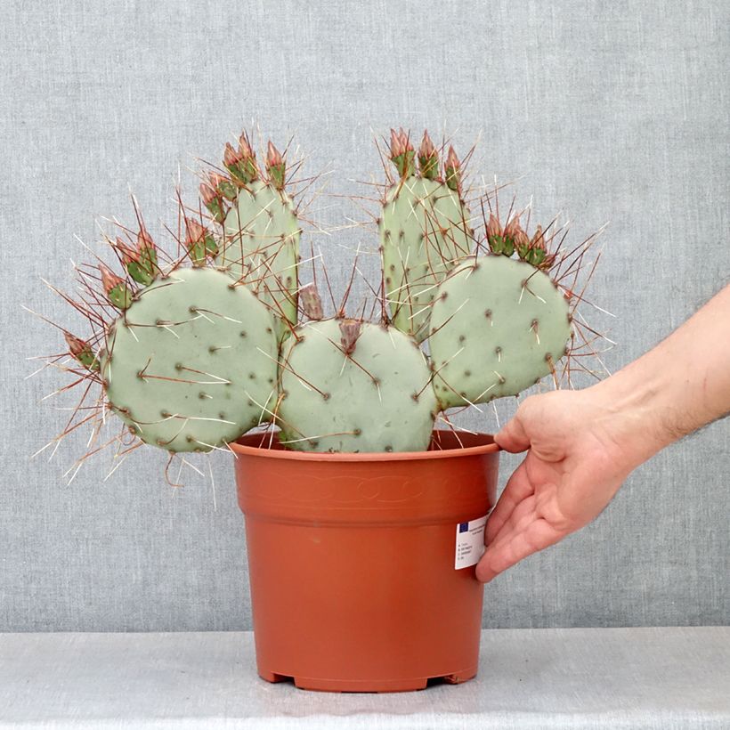 Opuntia macrocentra - Cactus raquette Maceta 4L/5L Ejemplar entregado en la primavera