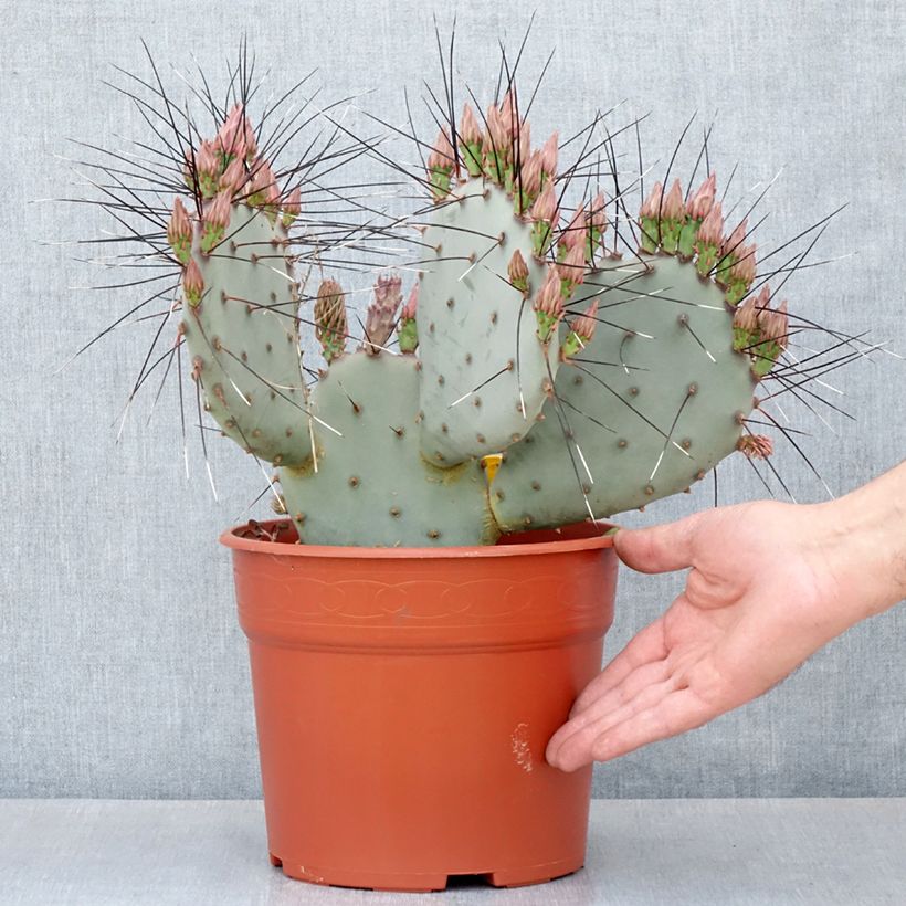 Opuntia macrocentra (épines noires) - Cactus raquette Maceta 4L/5L Ejemplar entregado en la primavera