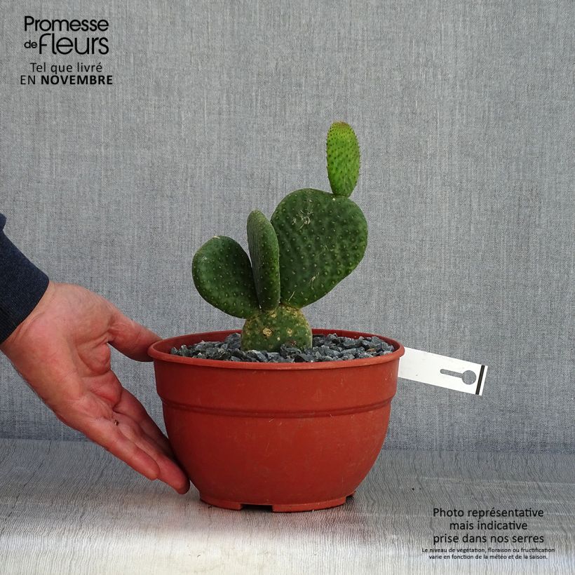 Ejemplar de Opuntia microdasys Caress Maceta 3L/4L entregado en otoño