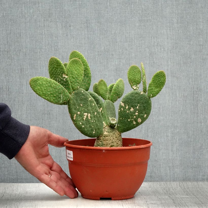 Ejemplar de Opuntia microdasys Caress - Cactus raquette Pot de 3L/4L entregado en verano