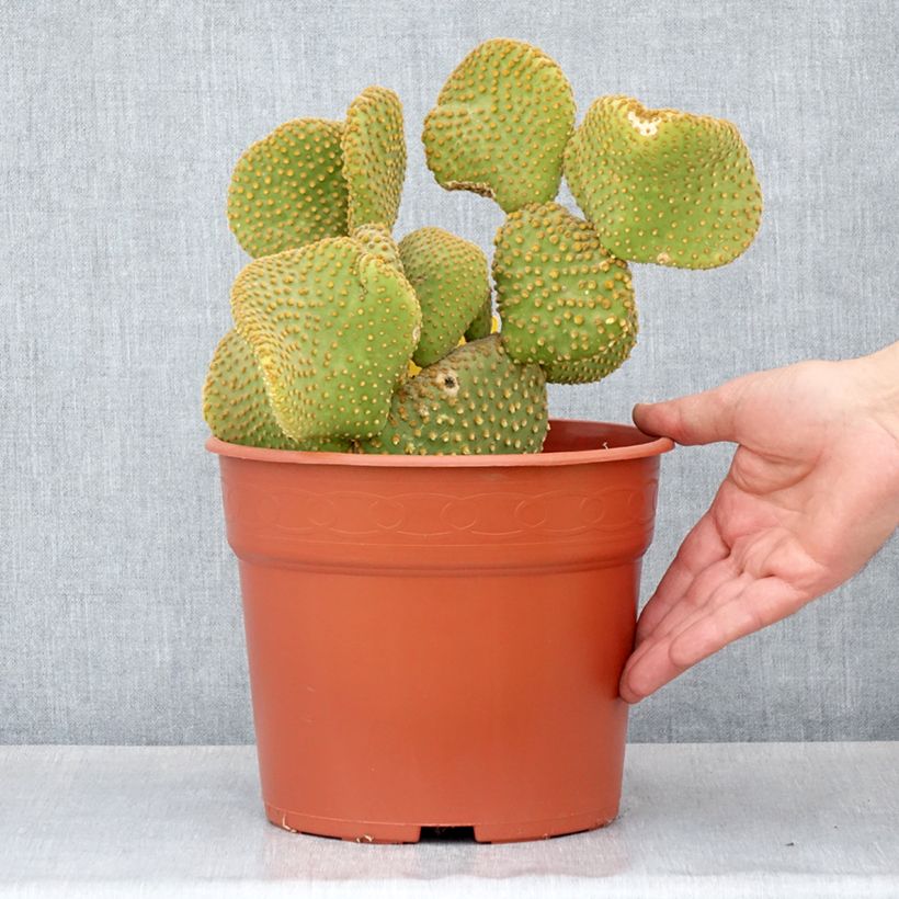 Opuntia microdasys Undulata - Cactus raquette Maceta 4L/5L Ejemplar entregado en la primavera
