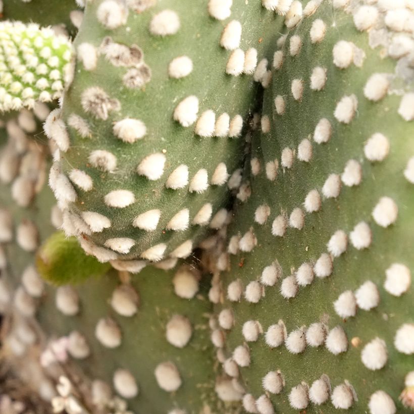 Opuntia microdasys var. albispina (Follaje)