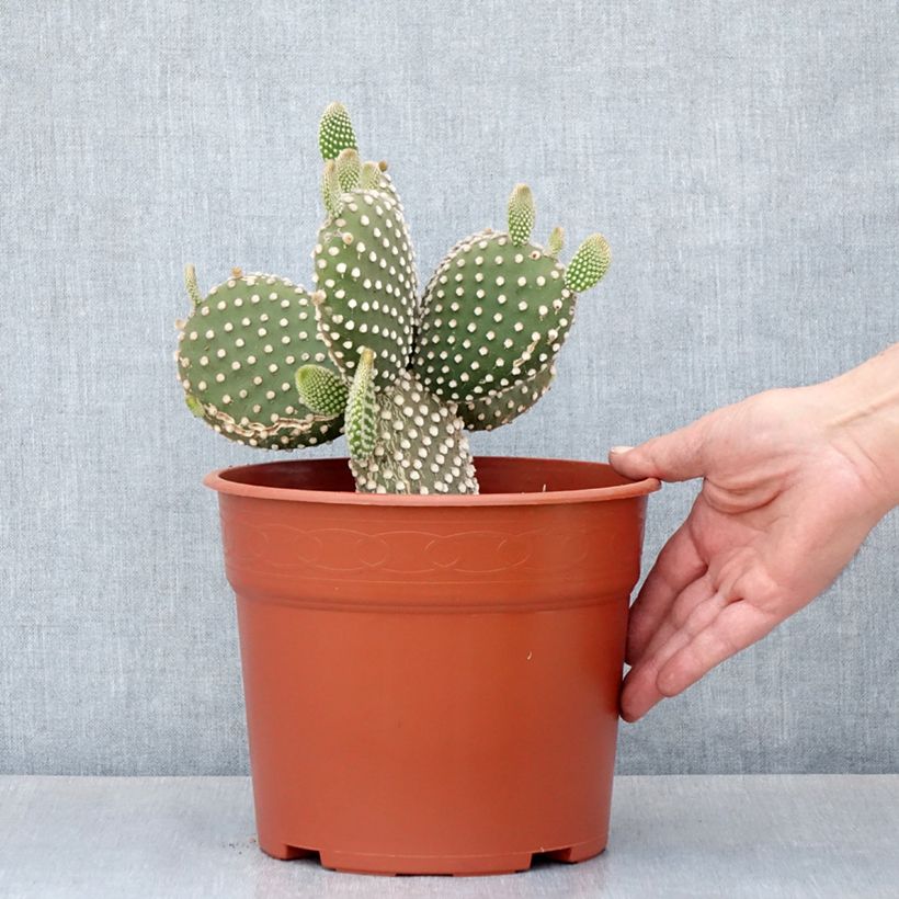 Opuntia microdasys var. albispina - Cactus raquette Maceta 4L/5L Ejemplar entregado en la primavera