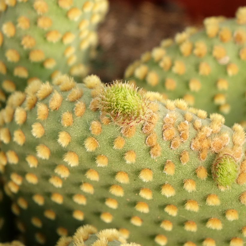 Opuntia microdasys var. pallida (Follaje)