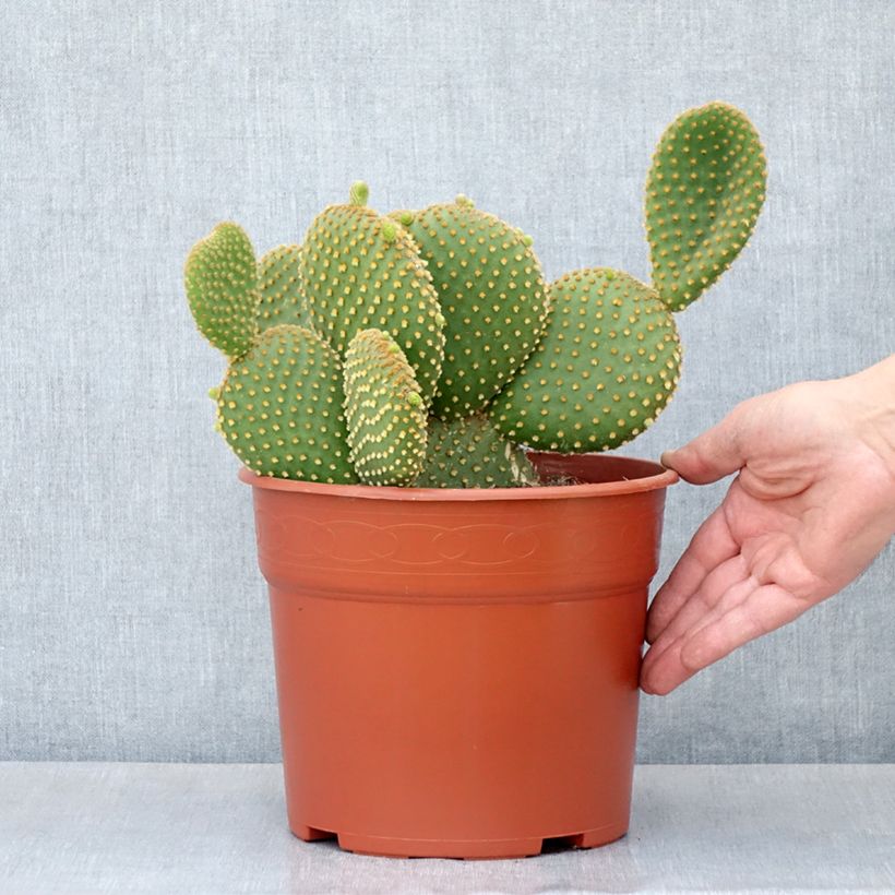 Opuntia microdasys var. pallida - Cactus raquette Maceta 4L/5L Ejemplar entregado en la primavera