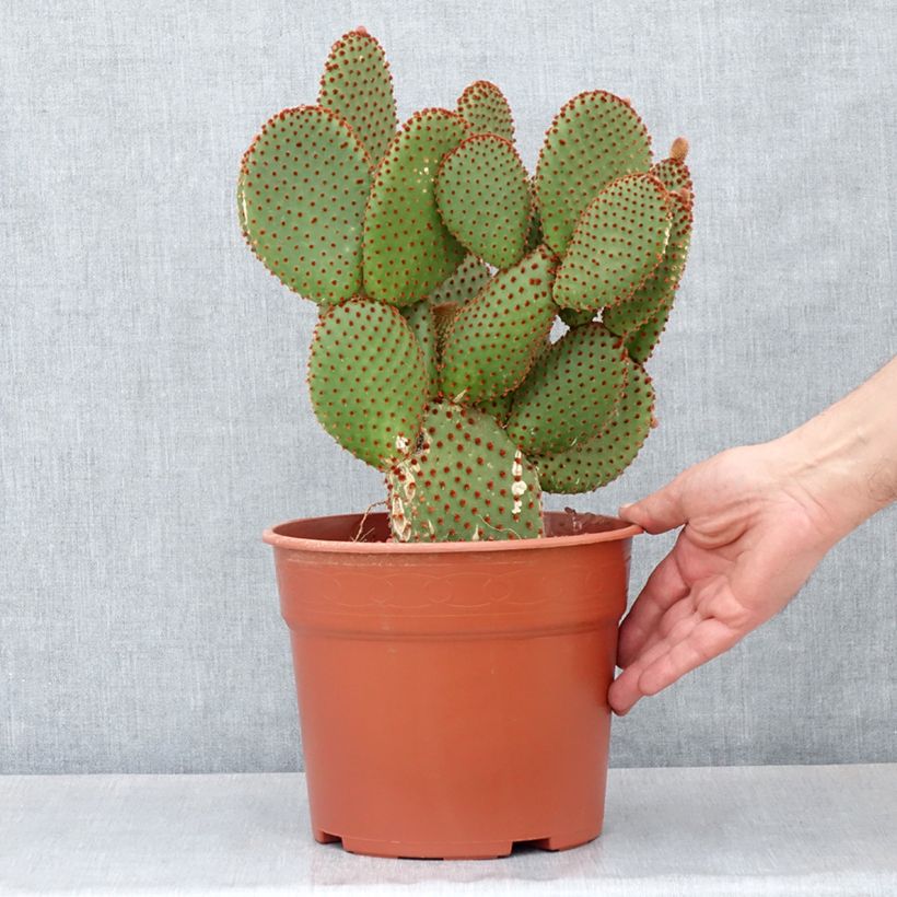 Opuntia microdasys var. rufida - Cactus raquette Maceta 4L/5L Ejemplar entregado en la primavera