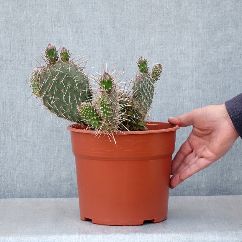 Opuntia polyacantha - Cactus raquette Maceta 4L/5L Ejemplar entregado en la primavera