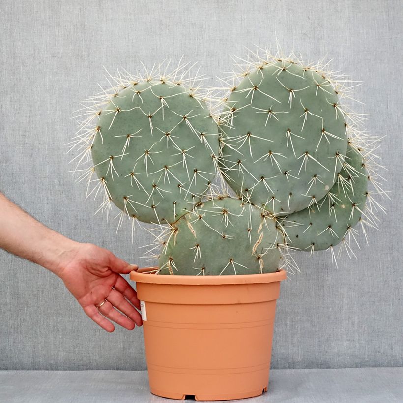 Opuntia robusta - Cactus raquette Maceta 7,5L/10L Ejemplar entregado en la primavera