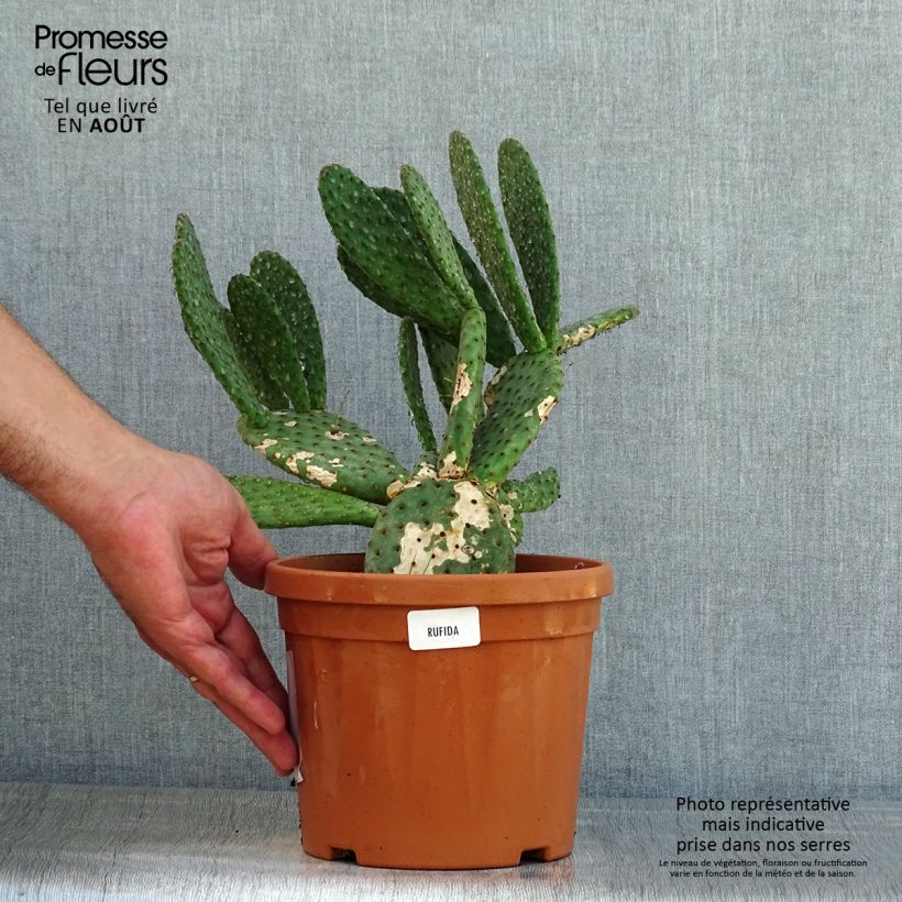Ejemplar de Opuntia rufida Maceta 3L/4L entregado en verano