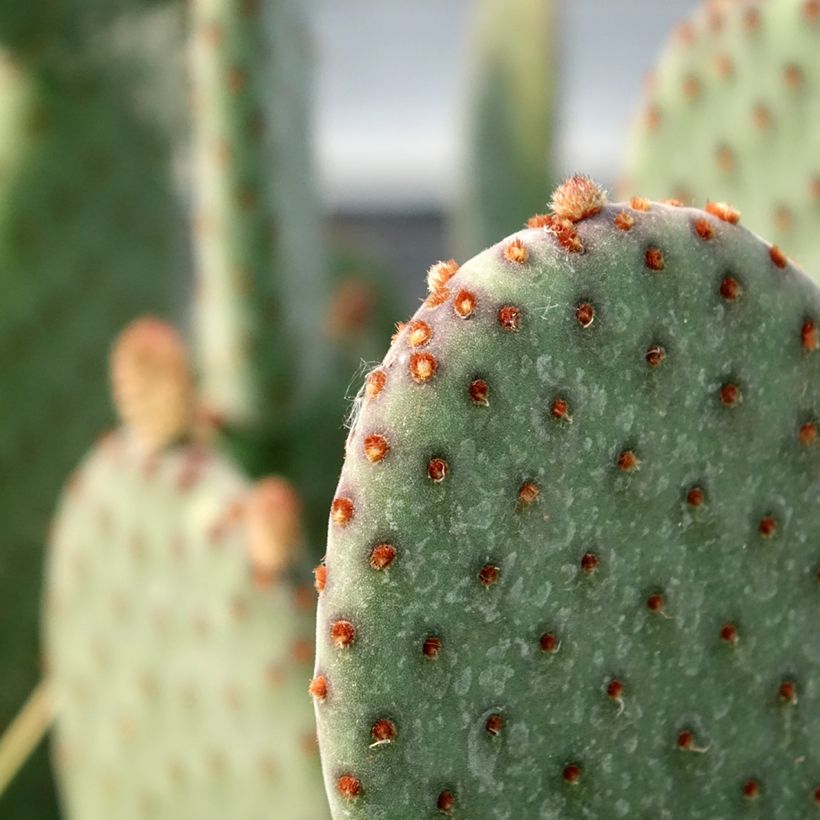 Opuntia rufida (Follaje)