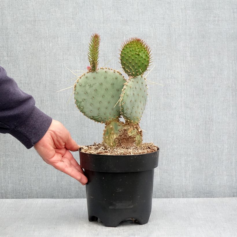 Opuntia santa-rita - Cactus raquette Maceta 3L/4L Ejemplar entregado en la primavera