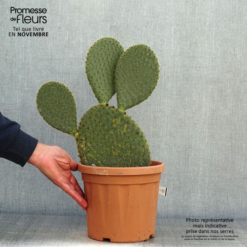 Ejemplar de Opuntia scheeri Maceta 4L/5L entregado en otoño