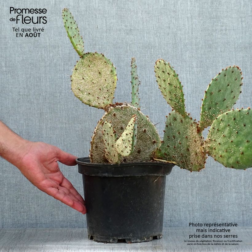 Ejemplar de Opuntia semispinosa Maceta 4L/5L entregado en verano