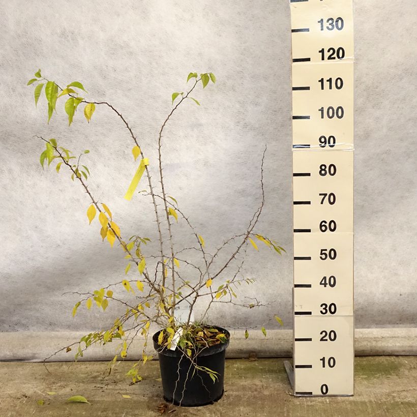 Ejemplar de Maclura pomifera - Naranjo de Luisiana Maceta 7,5L/10L entregado en otoño