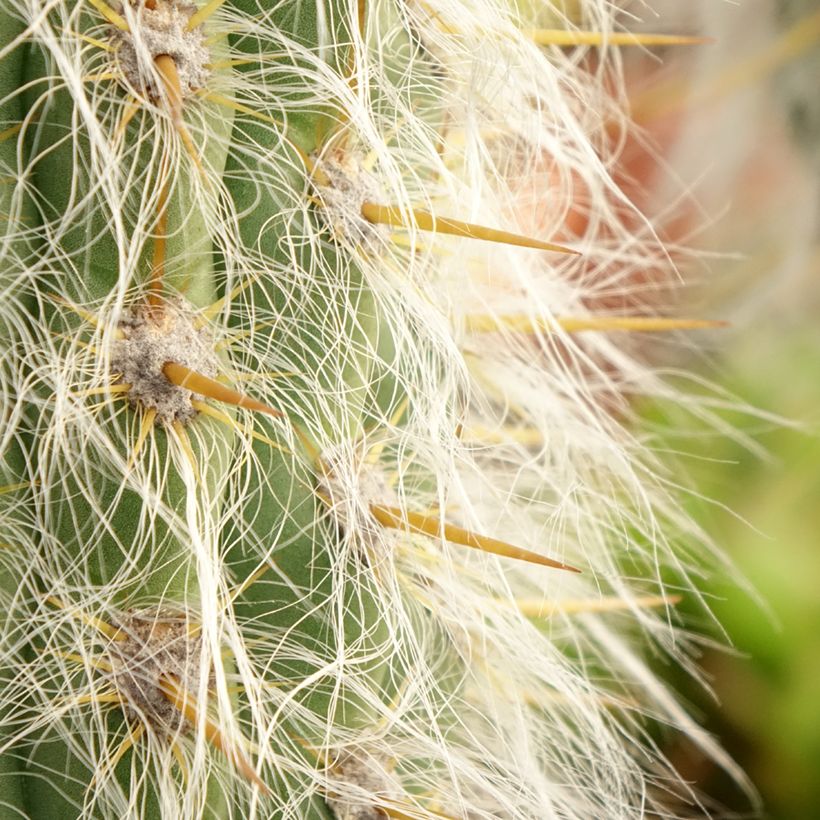 Oreocereus leucotrichus - Cactus (Follaje)