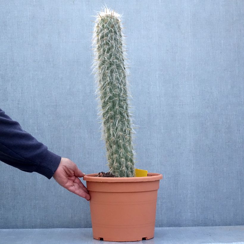 Oreocereus leucotrichus - Cactus cierge Maceta 12L/15L Ejemplar entregado en la primavera