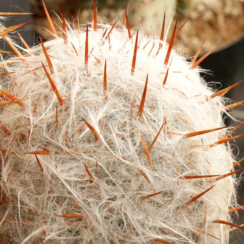 Oreocereus trollii - Catus (Follaje)