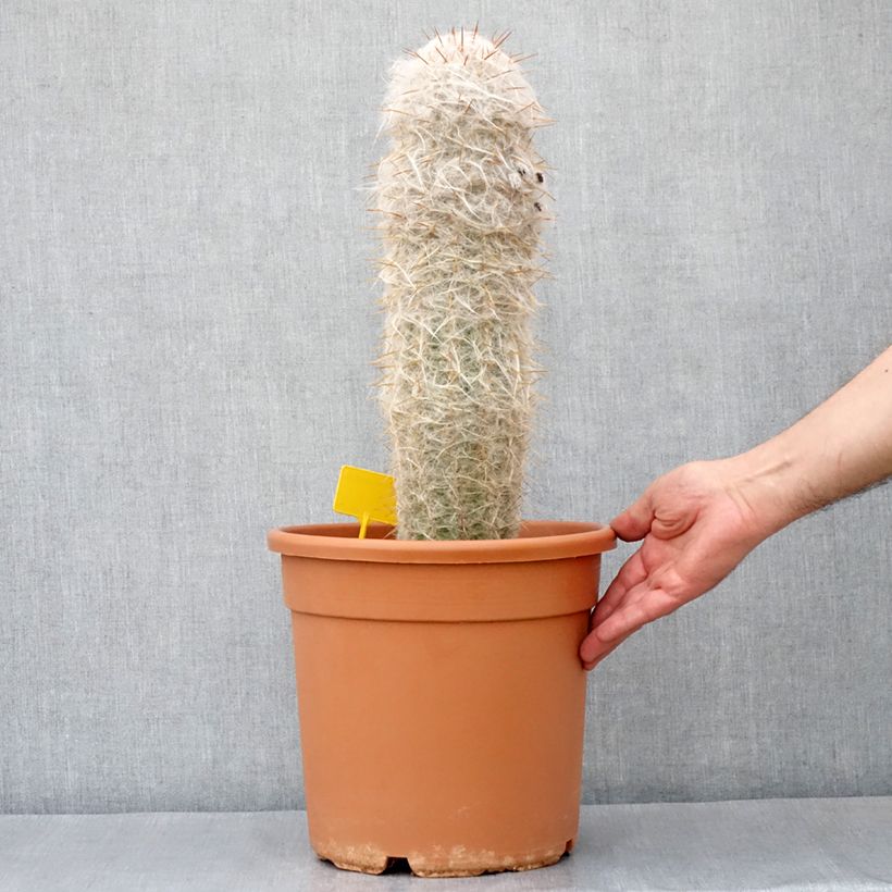 Oreocereus trollii - Vieil homme des Andes Maceta 7,5L/10L Ejemplar entregado en la primavera