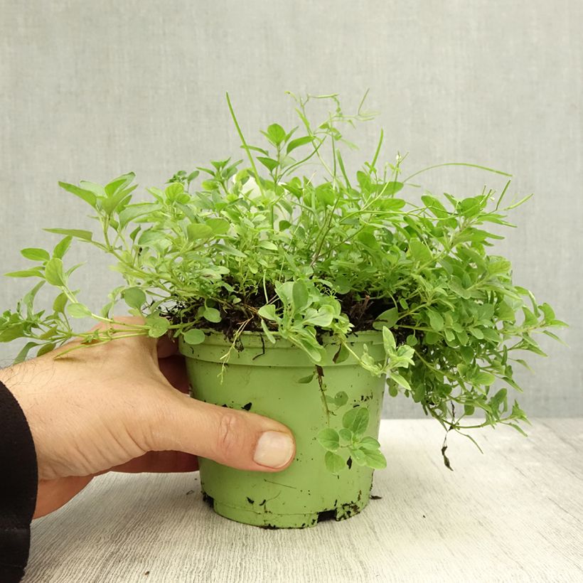 Ejemplar de Orégano Bio (plantas) Maceta 1L/1,5L entregado en otoño