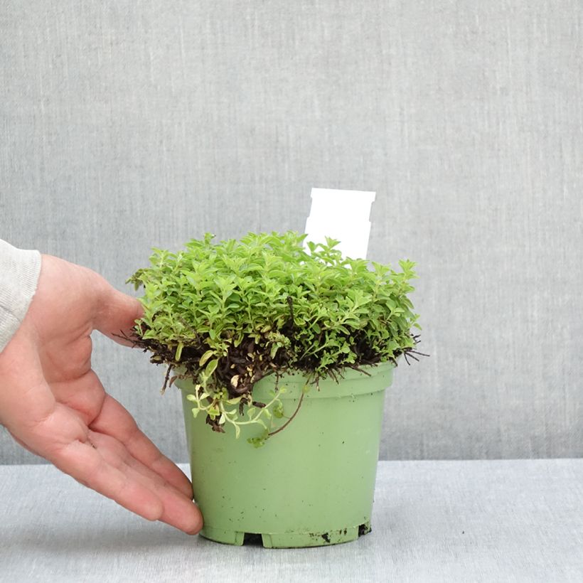 Ejemplar de Orégano Bio (plantas) Maceta 1L/1,5L entregado en verano