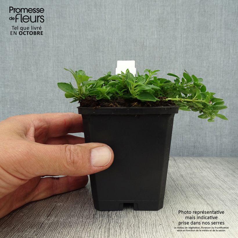 Ejemplar de Orégano Compactum Maceta de 8/9 cm entregado en otoño